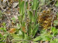 Arabis hirsuta 13, Ruige scheefkelk, Saxifraga-Rutger Barendse