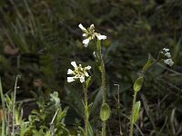 Arabis hirsuta 2, Ruige scheefkelk, Saxifraga-Marijke Verhagen