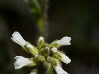 Arabis hirsuta 3, Ruige scheefkelk, Saxifraga-Marijke Verhagen