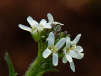 Arabis hirsuta 4, Ruige scheefkelk, Saxifraga-Willem van Kruijsbergen