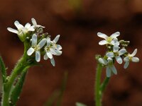 Arabis hirsuta 5, Ruige scheefkelk, Saxifraga-Willem van Kruijsbergen