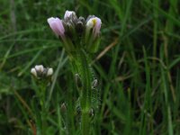 Arabis hirsuta 6, Ruige scheefkelk, Saxifraga-Rutger Barendse