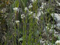 Arabis hirsuta 7, Ruige scheefkelk, Saxifraga-Willem van Kruijsbergen