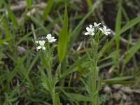 Arabis hirsuta 9, Ruige scheefkelk, Saxifraga-Willem van Kruijsbergen