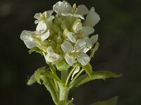 Arabis turrita 2, Torenscheefkelk, Saxifraga-Jan van der Straaten