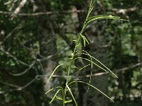 Arabis turrita 3, Torenscheefkelk, Saxifraga-Jan van der Straaten