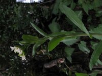 Arabis turrita 4, Torenscheefkelk, Saxifraga-Rutger Barendse