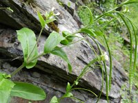 Arabis turrita 6, Torenscheefkelk, Saxifraga-Rutger Barendse