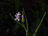 Arabis verna 10, Saxifraga-Jan van der Straaten