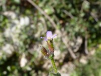 Arabis verna 14, Saxifraga-Jasenka Topic