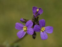 Arabis verna 4, Saxifraga-Willem van Kruijsbergen