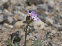 Arabis verna 5, Saxifraga-Willem van Kruijsbergen