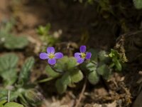 Arabis verna 7, Saxifraga-Willem van Kruijsbergen