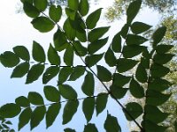 Aralia elata 2, Saxifraga-Rutger Barendse