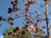 Aralia elata 3, Saxifraga-Rutger Barendse