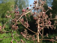 Aralia elata 4, Saxifraga-Rutger Barendse