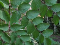 Aralia elata 5, Saxifraga-Rutger Barendse