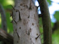Aralia elata 6, Saxifraga-Rutger Barendse