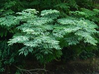 Aralia elata 7, Saxifraga-Rutger Barendse