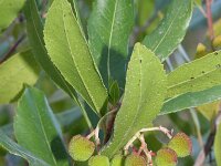 Arbutus unedo 10, Saxifraga-Rutger Barendse