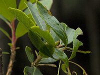 Arbutus unedo 11, Saxifraga-Willem van Kruijsbergen