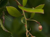 Arbutus unedo 12, Saxifraga-Willem van Kruijsbergen