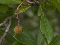 Arbutus unedo 13, Saxifraga-Willem van Kruijsbergen