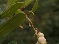 Arbutus unedo 14, Saxifraga-Willem van Kruijsbergen