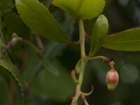 Arbutus unedo 15, Saxifraga-Jan van der Straaten