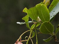 Arbutus unedo 17, Saxifraga-Willem van Kruijsbergen