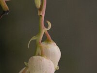 Arbutus unedo 18, Saxifraga-Jan van der Straaten