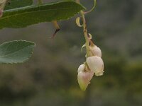 Arbutus unedo 19, Saxifraga-Jan van der Straaten