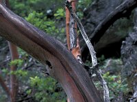 Arbutus unedo 2, Saxifraga-Jan van der Straaten