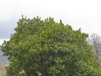 Arbutus unedo 20, Saxifraga-Jan van der Straaten