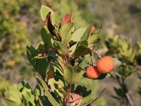 Arbutus unedo 22, Saxifraga-Dirk Hilbers