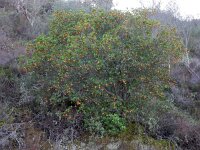 Arbutus unedo 23, Saxifraga-Ed Stikvoort