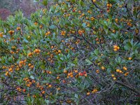 Arbutus unedo 24, Saxifraga-Ed Stikvoort
