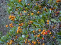 Arbutus unedo 25, Saxifraga-Ed Stikvoort