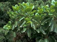 Arbutus unedo 3, Saxifraga-Jan van der Straaten