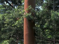 Arbutus unedo 4, Saxifraga-Jan van der Straaten