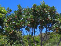 Arbutus unedo 5, Saxifraga-Jasenka Topic
