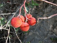 Arbutus unedo 6, Saxifraga-Jasenka Topic