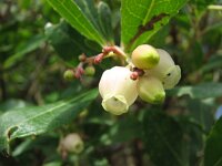 Arbutus unedo 7, Saxifraga-Jasenka Topic
