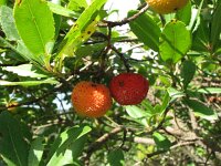 Arbutus unedo 8, Saxifraga-Jasenka Topic