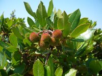 Arbutus unedo 9, Saxifraga-Jasenka Topic