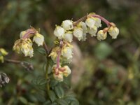 Arcteria nana 2, Saxifraga-Willem van Kruijsbergen