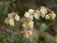 Arcteria nana 3, Saxifraga-Willem van Kruijsbergen