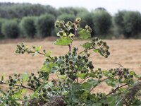 Arctium lappa 10, Grote klit, Saxifraga-Peter Meininger