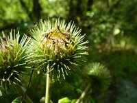 Arctium lappa 11, Grote klit, Saxifraga-Rutger Barendse