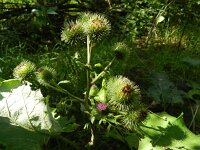 Arctium lappa 12, Grote klit, Saxifraga-Rutger Barendse